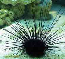 Sea urchins: fotografie, specie, descriere, reproducere și nutriție