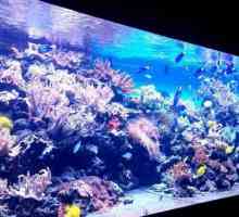 `Sea Aquarium` pe iazuri curate: expoziție uimitoare, acvariu exclusiv și locuitori…
