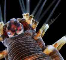 Marine vierme: specii, descriere și caracteristici ale respirației