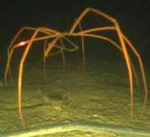 Sea Spider - misteriosul locuitor al adâncilor