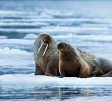 Walrus Atlantic: descriere, fotografie