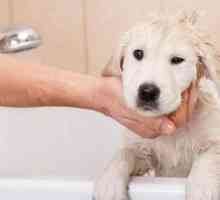 Este posibil să spălați câinele cu șampon uman împotriva mătreții?