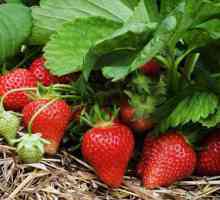 Este posibil să plantezi căpșuni de diferite soiuri una lângă cealaltă? Reguli pentru plantarea…