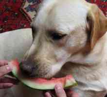 Poate un pepene verde câine: opinia medicilor veterinari
