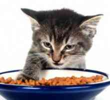 Pisicile adulte pot hrăni pisoii? Diferențe în nutriție