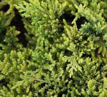 Covorul de aur Juniperus: caracteristici și utilizări