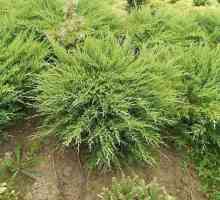 Juniperus orizontal orizontal: descriere, plantare, îngrijire, caracteristici