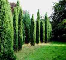 Juniperus Hibernica: caracteristicile plantelor, regulile de îngrijire