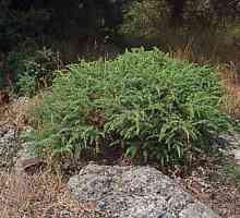 Juniperus obișnuit: fotografie și descriere, plantare și îngrijire la domiciliu, recenzii