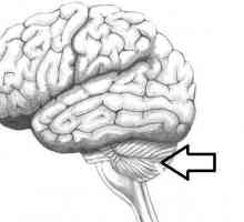Cerebelul creierului. Structura și funcția cerebelului