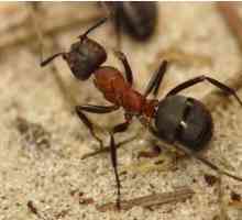 Ants drevotochtsy: descriere, reproducere și căi de luptă