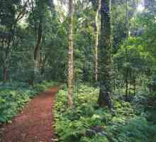 Pădurile monsoane: descriere, climă, faună și fapte interesante