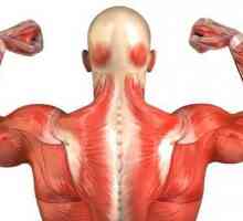 Mușchii umane: aspectul aranjamentului. Numele mușchilor umani