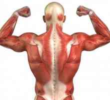 Mușchii trunchiului: nume și funcții