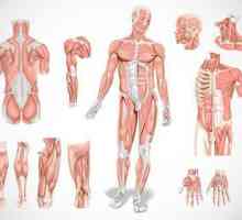 Mușchii: tipuri de mușchi, funcții, scop