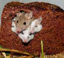 Set de șoareci cu propriile mâini: metode dovedite
