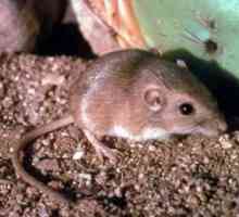 Șoarecii care pătrund pământul: speciile și modul de viață