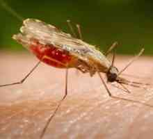 Este țânțarul malaric într-adevăr mare?