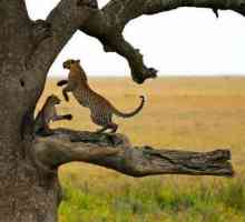 Parcurile naționale: Serengeti. Flora și fauna Africii
