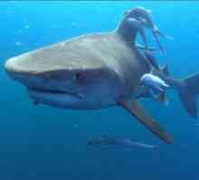 Atac de rechini asupra oamenilor: mituri și realitate