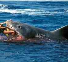 Atacul unui rechin pe un om - ororile nu sunt în film, ci în realitate!
