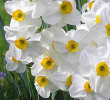 Narcissus este un om sau o iubire imensă pentru sine. Narcissus Narcissus: semnificația…