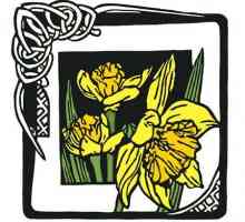 Narcissus este simbolul național al Țării Galilor