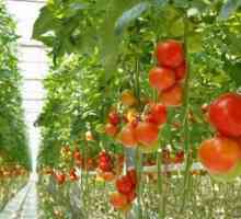 Remedii populare pentru fertilizarea răsadurilor de roșii. Cum să hrăniți răsadurile de roșii,…