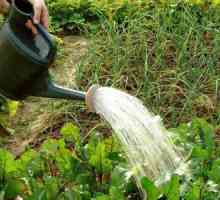 Amoniac de alcool: aplicare în grădină ca îngrășământ și pentru controlul dăunătorilor