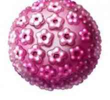 Cât de periculoasă este papilomavirusul uman 16