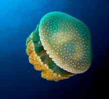 Cât de periculoase sunt meduzele din Marea Neagră?