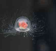 Cercetare științifică: meduze trăiesc pentru totdeauna?