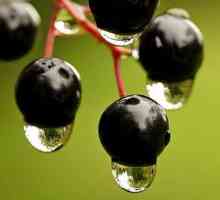 Numele fructelor de padure negre, utile si periculoase pentru sanatate