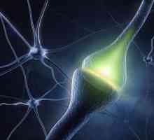 Neurotransmițătorul este: definiția, funcțiile și trăsăturile