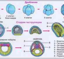 Neurul este stadiul dezvoltării embrionare