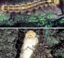 Vierme de mătase necorespunzătoare - unul dintre cei mai periculoși dăunători