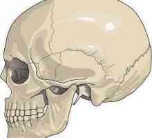 Неподвижное соединение костей имеет... Какие соединения костей являются неподвижными?