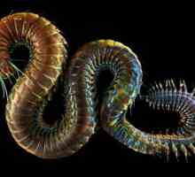 Nereid, vierme de mare: descriere