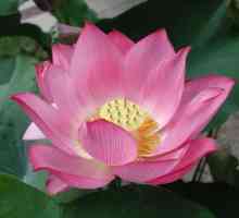 Incredibil de frumoasa vale de lotusi din Taman