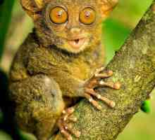 Animalele incredibile ale planetei: maimuță cu o ureche lungă, care își întoarce capul la 180 de…
