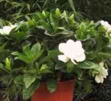 Delicate gardenia iasomie: îngrijire la domiciliu