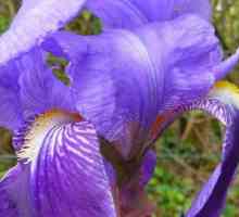 Irisuri delicate: Transplant de toamnă și îngrijire