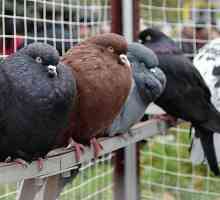 Porumbeii din Nikolaev sunt păsări care sunt apreciate în întreaga lume