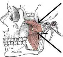 Ligamentul mandibular. Lateral pterygoid muscle