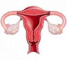 Dimensiunea normală a ovarelor la femeile înainte și după naștere