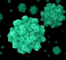 Infecția cu virusul Norovirus - ce este? Infecția cu virusul Norovirus: simptome, diagnostic și…