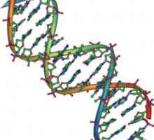 Acizi nucleici: structura și funcția. Rolul biologic al acizilor nucleici