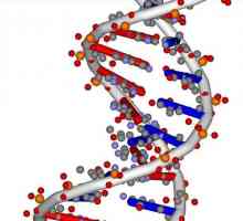 O nucleotidă este ce? Compoziția, structura, numărul și secvența nucleotidelor din lanțul ADN