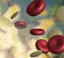 Care sunt leucocitele crescute în sângele copiilor