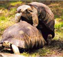 Despre modul în care broaștele țestoase se învecinează terestru și urechi
